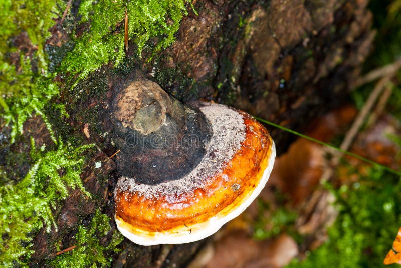 Red Banded Polypore, Fomitopsis pinicola