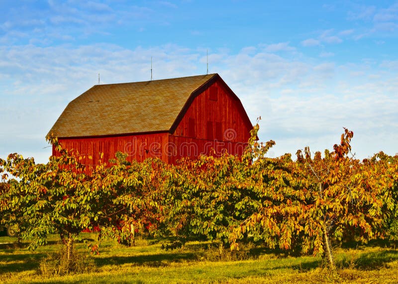 Red Barn, Apple Trees, Michigan