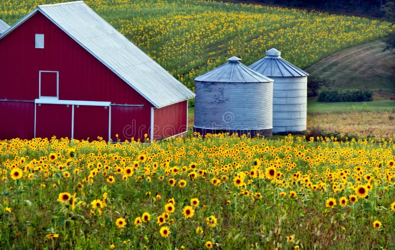Red barn in a field of sunflowers