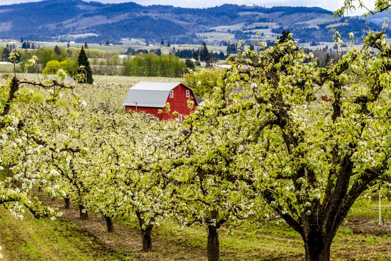 Red Barn in Oregon Pear Orchards Stock Image Image of barn, rolling