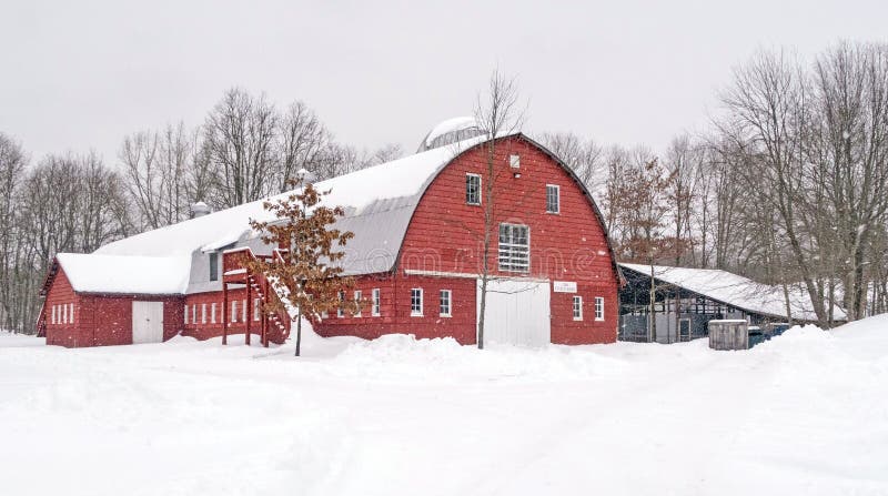 Red barn with white curved slanted roof in white snow during snowstorm, bare tree branches, overcast sky upstate rural New York, Chatham, Columbia County. Red barn with white curved slanted roof in white snow during snowstorm, bare tree branches, overcast sky upstate rural New York, Chatham, Columbia County