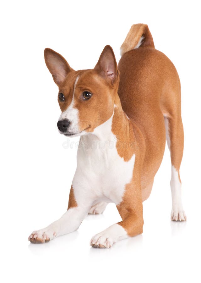 Red Basenji Dog Bowing Down Stock Image Image of tricks, cute 49645117
