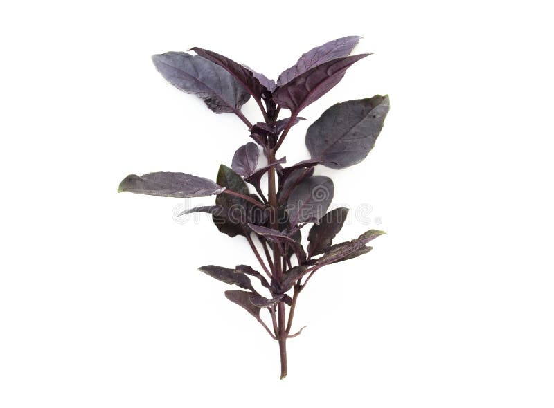 277,265 Red Basil Stock Photos Free & RoyaltyFree Stock Photos from