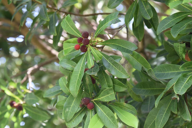 Red bayberry is a Myricaceae evergreen whose berries ripens in June and is used for eating, jamming and medicinal purposes.