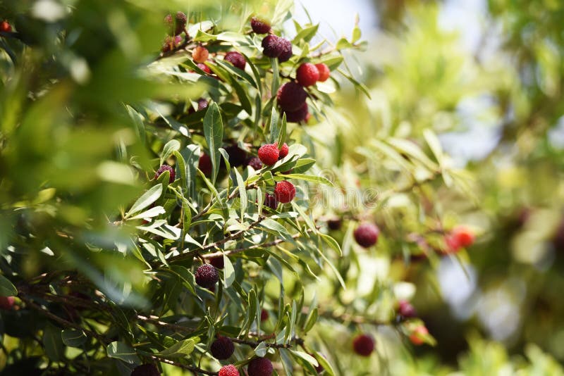 Red bayberry is a Myricaceae evergreen whose berries ripens in June and is used for eating, jamming and medicinal purposes.