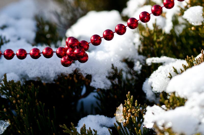 Red Beads Strung on the Outdoor Christmas Tree Stock Image Image of