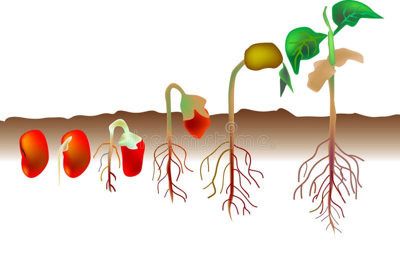 Vektor-illustration für eine wachsende Prozess von einem roten Samen wird eine pflanze, die biologische Umgebung.