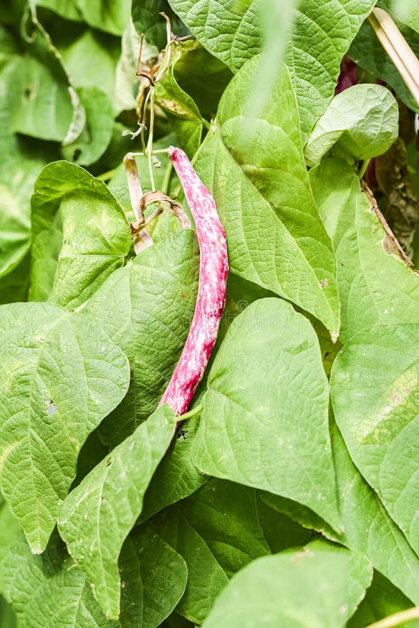 .Red Bean Kidney Growing in a Natural Bio Garden Stock Photo Image of