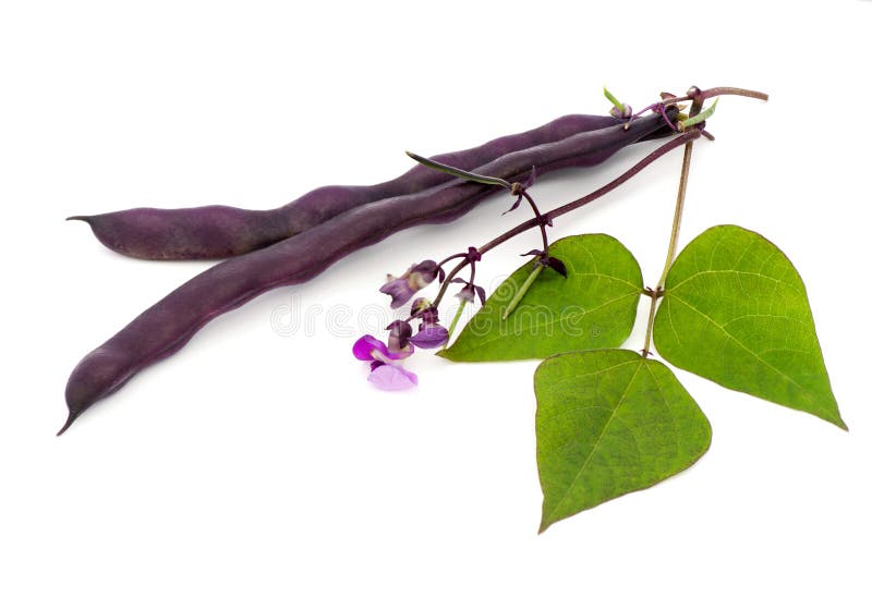 Red bean pods on white background