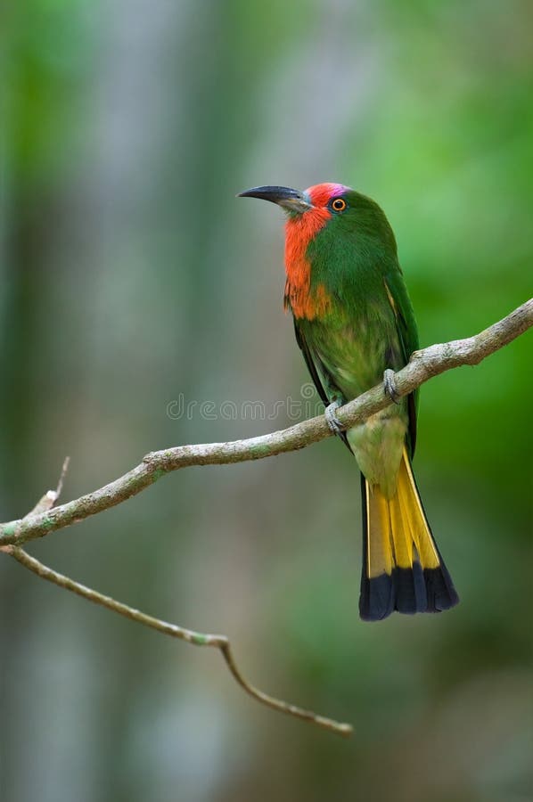 Red-bearded Bee-eater