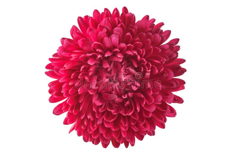 Red Beautiful Flower on a White Background Stock Image - Image of