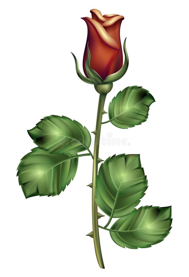 Red beautiful rose. Dark pink full-blown Roos realistic illustration with green petals