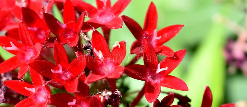 Red Bee Balm Flower Clusters, closeup stock photo Red Bee Balm Flower Clusters, closeup stock photo
