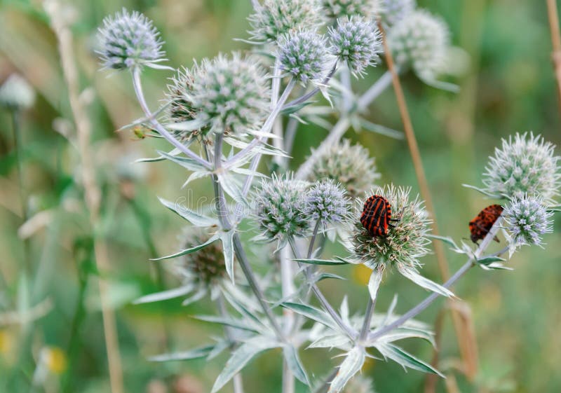 Red beetle sits on a bluehead plant in a meadow on a warm summer day, closeup