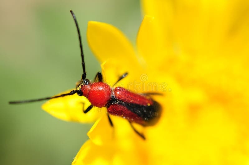 Red Beetle and Yellow Flower