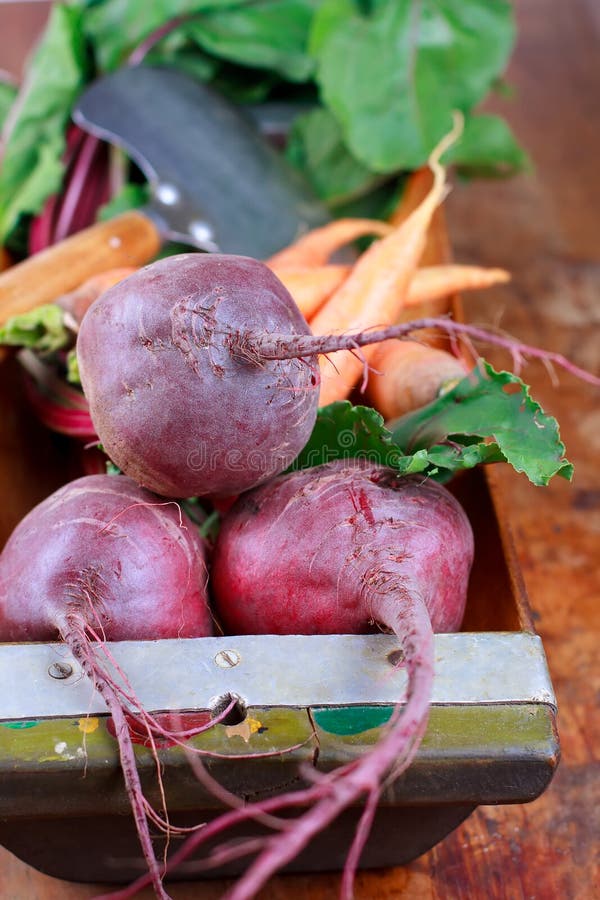 Red beets and carrots