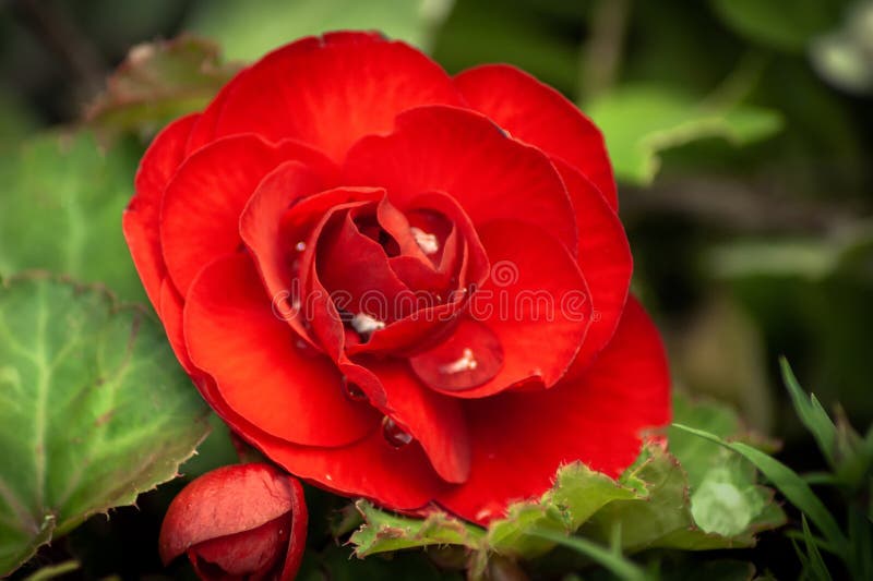 Red Begonia in Flower stock image. Image of flower, leaf 192799545