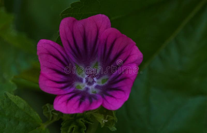 Red bell flower stock image. Image of horizontal, annual 250624707