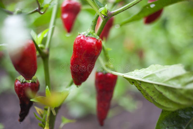 Red Bell Pepper in the Garden Stock Image Image of harvest, sweet