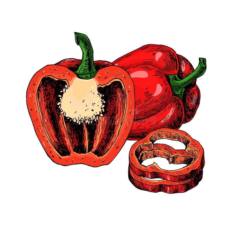Red Bell Pepper Hand Drawn Vector Illustration. Vegetable Isolated