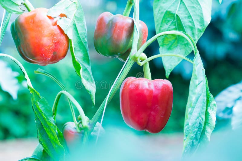 Red Bell Pepper on the Pepper Tree Stock Photo Image of nature, close