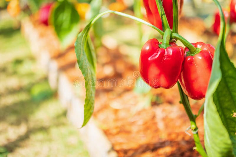 Red Bell Pepper Plant Growing in Garden Stock Image Image of hanging