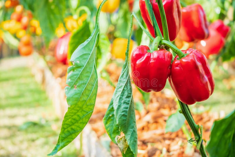 Red Bell Pepper Plant Growing in Organic Garden Stock Image Image of