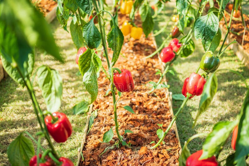 Red Bell Pepper Plant Growing in Organic Garden Stock Image Image of