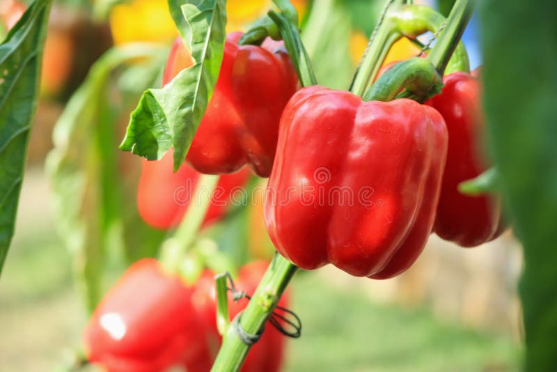 Red bell pepper plant growing in organic garden