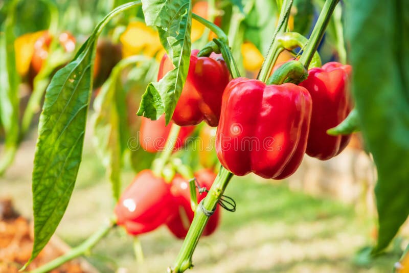 Red Bell Pepper Plant Growing in Organic Garden Stock Photo Image of