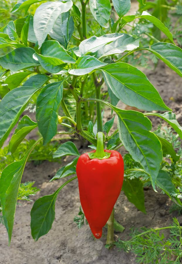 Red bell pepper on a plant stock image. Image of bell 97947849