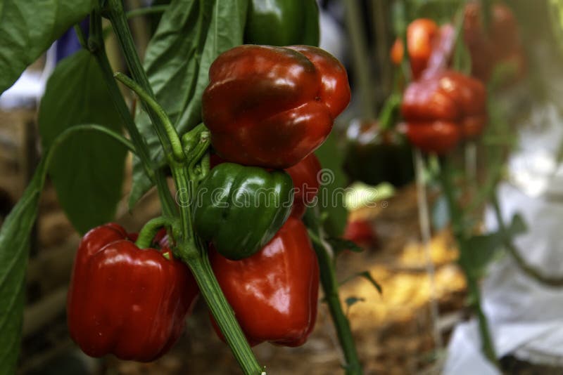 Red Bell Pepper or Sweet Pepper on the Pepper Tree Stock Image Image