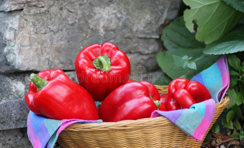 Red bell peppers in a wicker basket