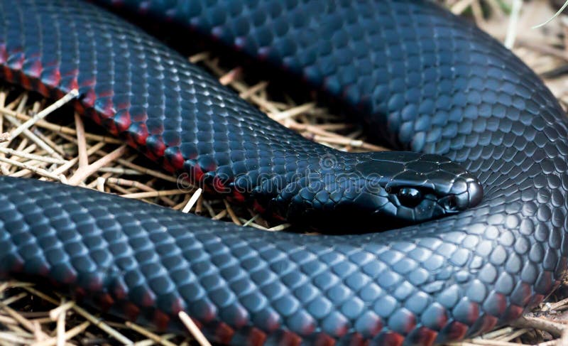 Red-Bellied Black Snake Close Up