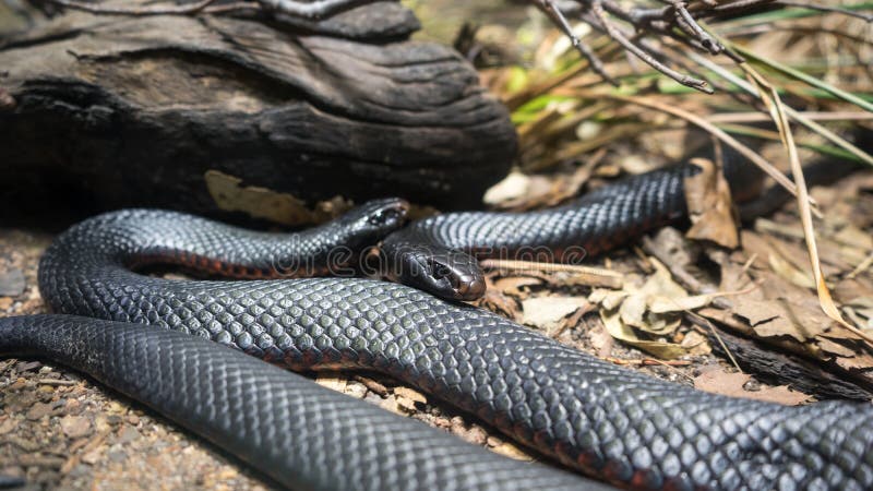 Two red bellied black snakes on display in a wildlife park. These venomous spotted black snakes occur in open forest, grassland and pasture areas, particularly near wetlands. It feeds on frogs, small reptiles and mammals and it can grow up to 1.5m in length.