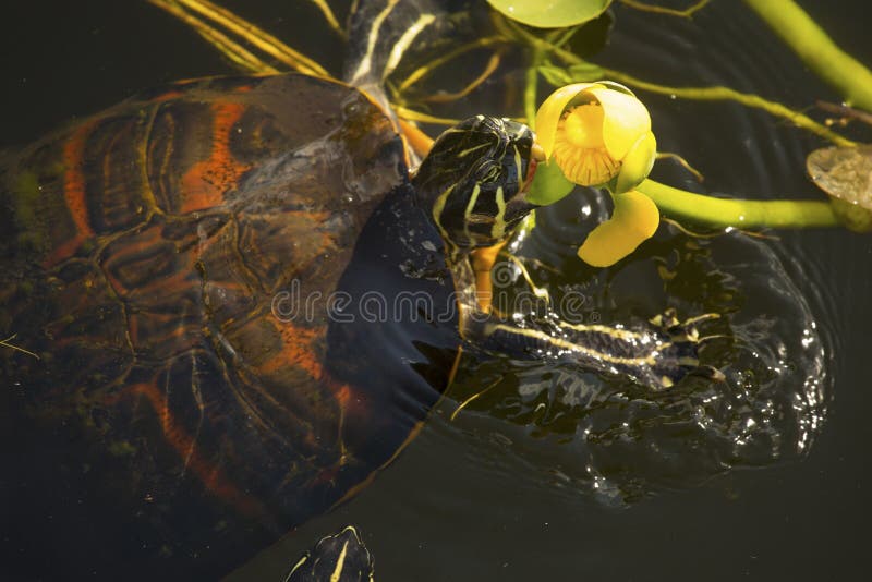 Red-bellied turtle in Florida`s Everglades National Park.