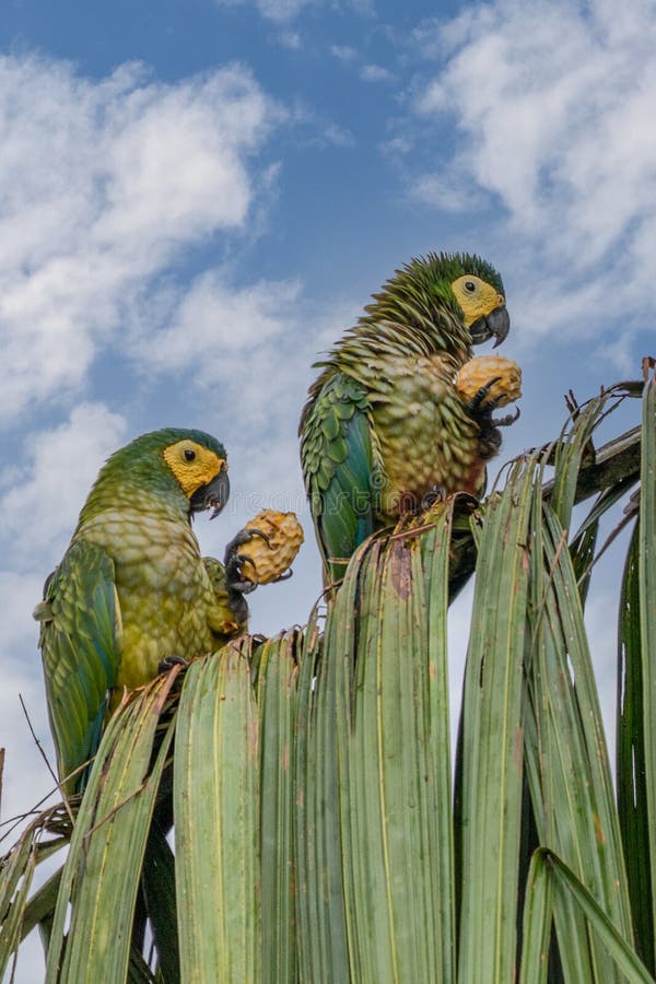 Red-bellied Macaw, Orthopsittaca Manilata, Stock Photo - Image of loro ...