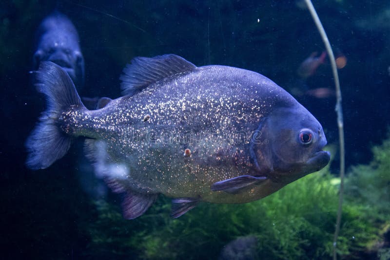 Red Bellied Piranha stänger farliga fiskar som simmar i vatten arkivfoton Red Bellied Piranha stänger farliga fiskar som simmar i vatten arkivfoton