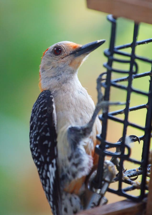 Redbellied Woodpecker at Suet Feeder Stock Image Image of bird, gray