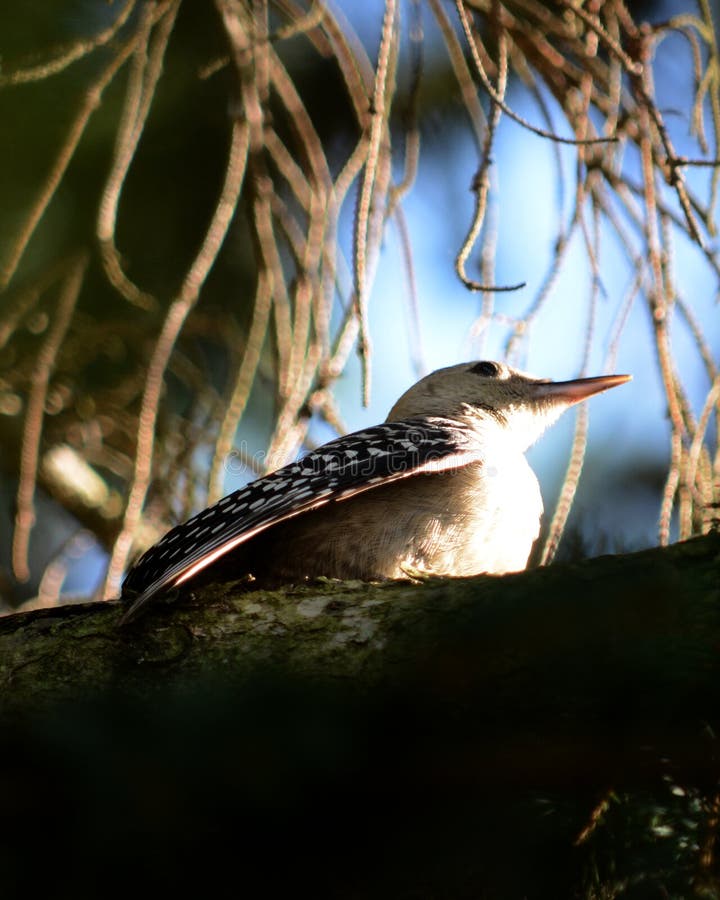 Juvenile Red-Bellied Woodpecker Stock Photo - Image of florida, barbed