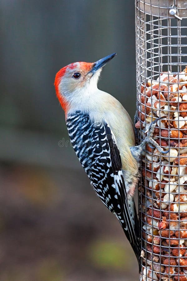 Red-bellied Woodpecker on Peanut Feeder Stock Image - Image of