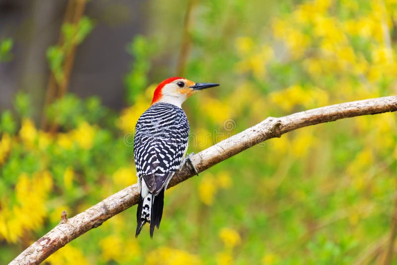 Red bellied woodpecker with spring flowers royalty free stock image Red bellied woodpecker with spring flowers royalty free stock image