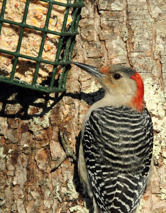 Red-bellied Woodpecker at Suet Feeder