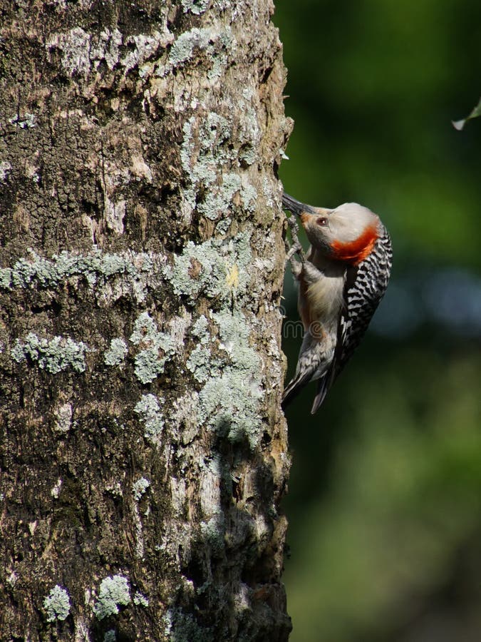 Red Bellied Woodpecker on Tree Head Upside Down Stock Image Image of