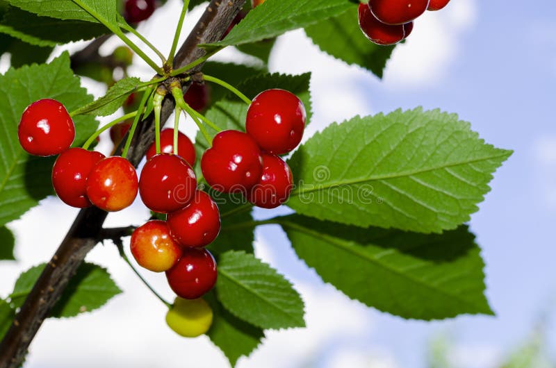Red Berries of Cherry, Cherries Ripen on Tree Branch Stock Image