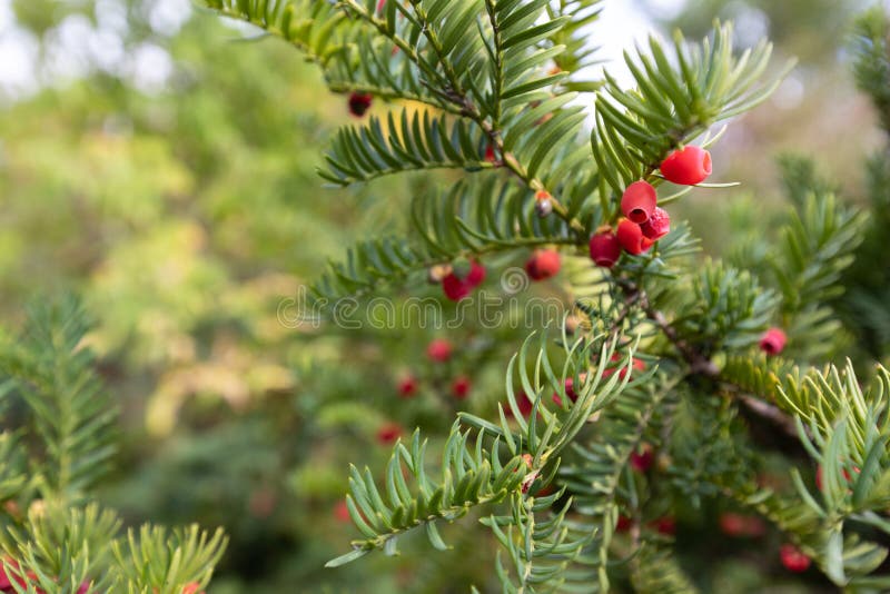 Red Berries on Christmas Tree Stock Photo Image of cards, plants