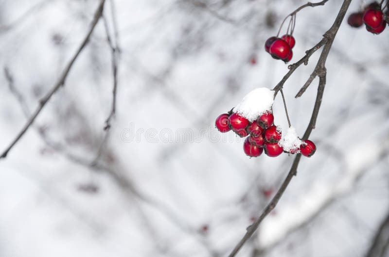 Red berries close-up on a background of white snow in winter lit by the sun