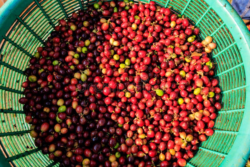 Red Berries Coffee Beans in Basket Top View Stock Image Image of