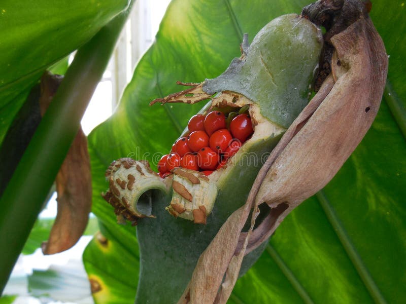 Red Berries in Green Pod