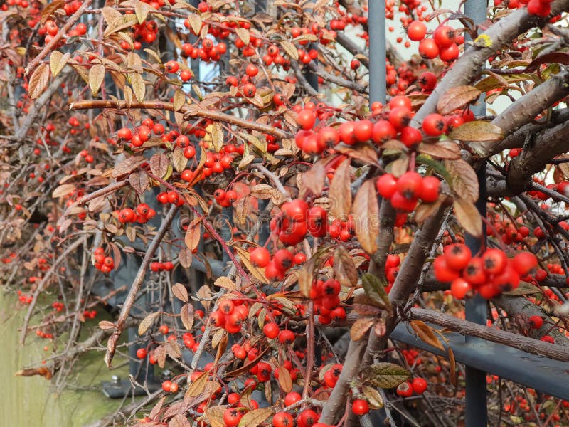 Red Berries Growing on an Iron Fence Stock Photo Image of environment